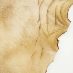 Goat Rawhide - Medium -Leather Goods Sales Shop 121 92101.SLC .4