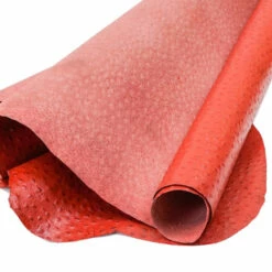 Print,Ostrich,Pig,Red