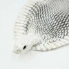 Natural Cobra Skin With Head