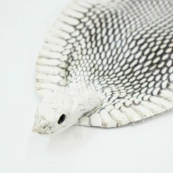 Natural Cobra Skin With Head