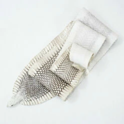 Natural Cobra Skin With Head -Leather Goods Sales Shop 39 1.SLC .3