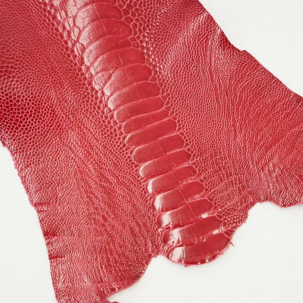 Ostrich Leg - Lathyrus 1 Ostrich Leg - Lathyrus