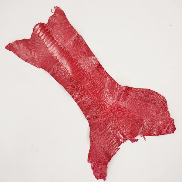 Ostrich Leg - Lathyrus 2 Ostrich Leg - Lathyrus - Image 2