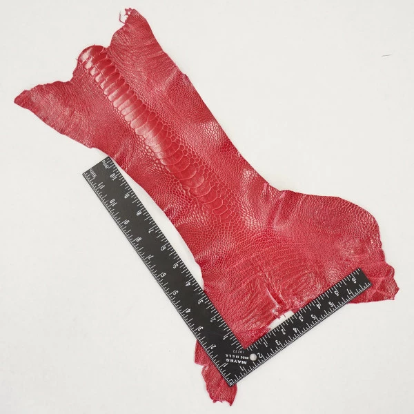 Ostrich Leg - Lathyrus 3 Ostrich Leg - Lathyrus - Image 3