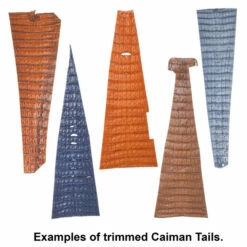 Trimmed Caiman Tail - Assorted 5pk -Leather Goods Sales Shop 76 6.SLC .4